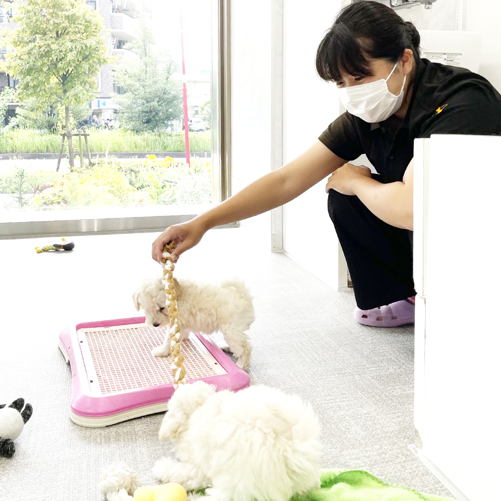 ペットショップ実習♪